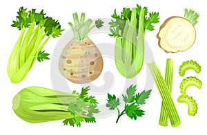Celery isolated cartoon set icon. Vector cartoon set icon vegetable. Vector illustration celery on white background.