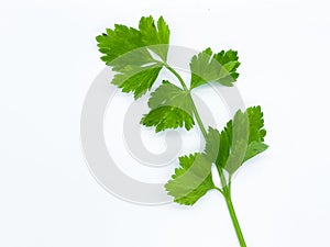 celery isolated on white background