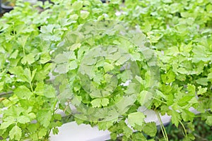 Celery leaf vegetable hydroponic farms garden, organic vegetable gardening with fresh vegetable celery leaf planting , in the