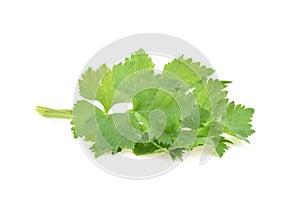 Celery leaves isolated on white background