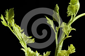 Celery on Black Background