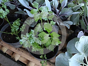 celery plants, green vegetables, vegetable gardening, health herbs, celery vegetarian vegetable plants. bamboo frame for vegetable