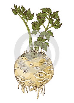 Celery root hand drawn vector
