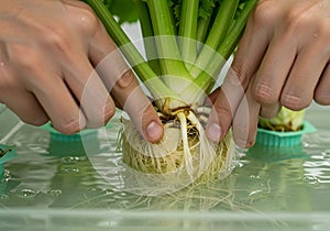 Celery root hydroponic growing process