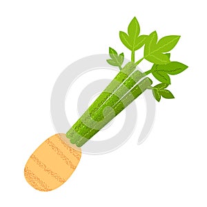 Celery root vector icon. Cartoon vector icon isolated on white background celery root.
