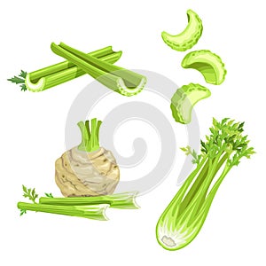 Celery set. Cartoon style. Root and stem, whole and cut. Farm fresh vegetable icons. Vector illustrations