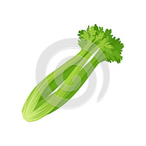 Celery stalk and foliage on white background.