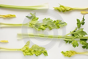 Celery stalks flat lay art