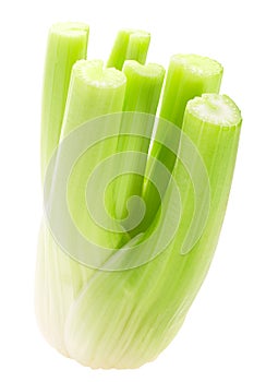 Celery stem bundle a. graveolens, paths