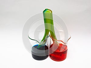 Capillary Action Experiment