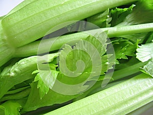 Celery stems photo