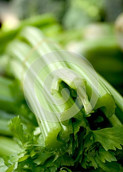 Celery Stems photo