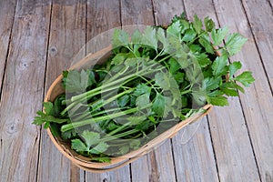Celery stems and leaves fresh from garden in wooden trug