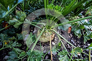 Celery tuber growing on field