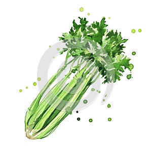 Celery watercolor illustration