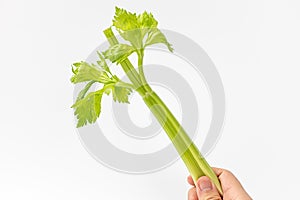 Celery on a white background