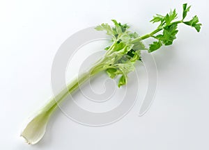 Celery on white background, product from vegetable garden