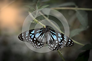 celestial blue and black butterfly resting on