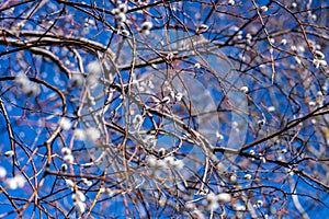 Celestial Canopy: Salix Caprea Under the Blue Firmament, Pupoli