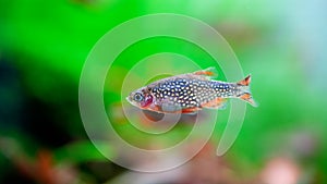Celestial Pearl Danio Breeding, Danio margaritatus Freshwater fish in the aquarium, is often as often referred as galaxy rasbora o