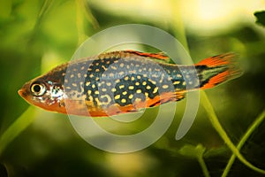 Celestial pearl danio, Danio margaritatus Freshwater fish in the aquarium, is often as often referred as galaxy rasbora or Microra