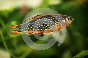 Celestial pearl danio, Danio margaritatus Freshwater fish in the aquarium, is often as often referred as galaxy rasbora or Microra