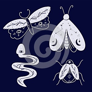Celestical magic animals decorative vector logo set. Moth wildlife, snake symbol, tattoo graphic shape design, ethnic sketch photo