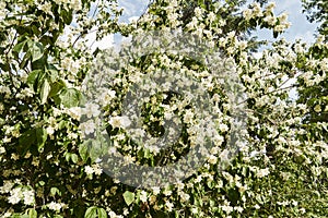 Celinda philadelphus, also called Philadelphus coronarius, on an out-of-focus background.With copy space photo