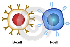 Cell of adaptive immune system