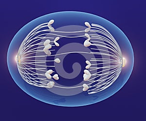 A cell during anaphase. astral microtubules generate forces that stretch the cell into an oval