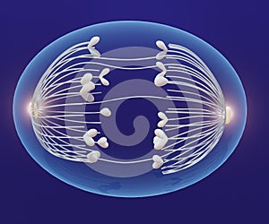 A cell during anaphase. astral microtubules generate forces that stretch the cell into an oval photo