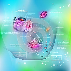 Cell anatomy