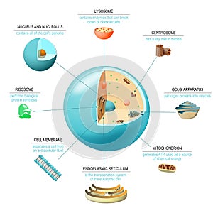 Cell anatomy Structure and organelles of human`s cell.