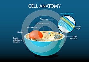 Cell anatomy. Cell structure and organelles photo