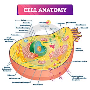 Cell anatomy vector illustration. Labeled educational structure diagram.