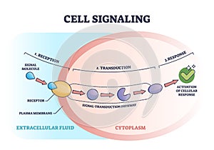 Cell or bio signaling with signal molecule pathway stages outline diagram photo
