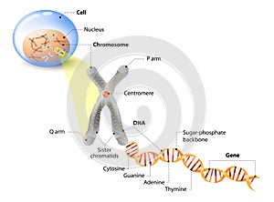 Cell, Chromosome, DNA and gene