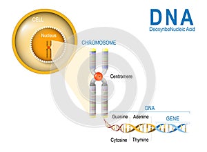 Cell, Chromosome, DNA and gene.