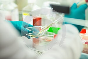 cell culture at the cell culture laboratory