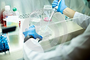 cell culture at the cell culture laboratory