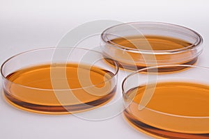 Cell culture dishes photo