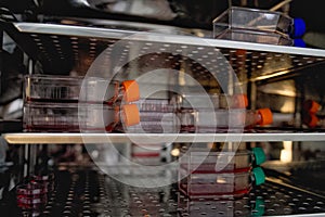 Cell culture flask in the incubator cabinet. Cell culture refers to the removal of cells from an animal or plant photo