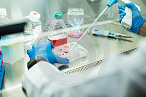 cell culture at the medicine, cell culture laboratory