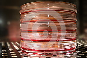 Cell culture plates in an incubator