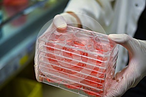 Cell cultures held by laboratory technician