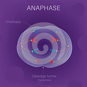 The Cell Cycle -Anaphase