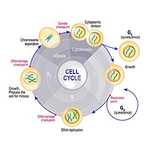 Cell Cycle Cell division