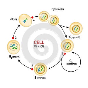 Cell Cycle. Checkpoints: DNA damage, Spindle checkpoint, Restriction point