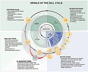 Cell Cycle Details