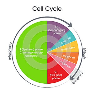 Cell Cycle Biology science illustration graphic